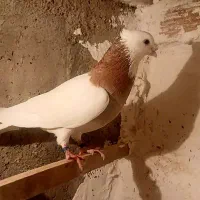 یک جفت طوقی عتیقه