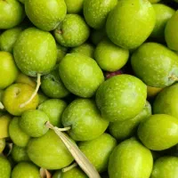 زیتون طارم به همراه دستگاه زیتون شکن رایگان|حراج|رشت, نظری|دیوار