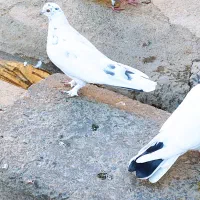 کبوترپرشتی|پرنده|کوهدشت, |دیوار