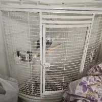 قفس کاسکو