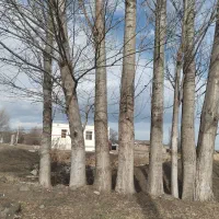 آغاج آلیرام