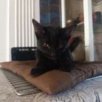 واگذاری بچه گربه|گربه|سبزوار, توحیدشهر|دیوار