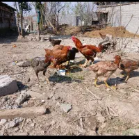 تخم لاری|حیوانات مزرعه|آستانه اشرفیه, |دیوار