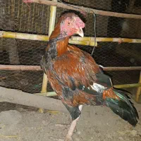 خروس لاری جوان وسالم|حیوانات مزرعه|علیآباد کتول, |دیوار