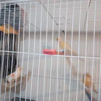 قناری نر وماده فروش فوری|پرنده|مشهد, نیزه|دیوار