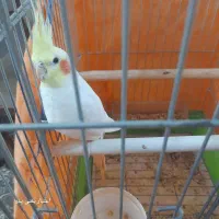 عروس هلندی سخنگو