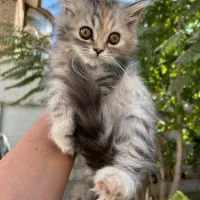 توله گربه بریتیش سیاومی پرشین
