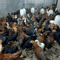 مرغ تخمگذار گلپایگانی اصلاح نژاد شده /نزدیک به تخم
