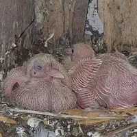 فروش کبوتر یا معاوضه با بلدرچین|پرنده|کشکوئیه, |دیوار