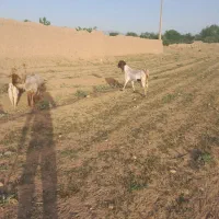 فروش بز شیری