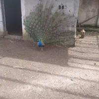 طاووس بالغ|پرنده|کلاچای, |دیوار