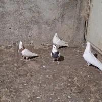 کفتر|پرنده|بهارستان, |دیوار