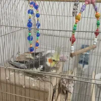 عرو هلندی|پرنده|جوانرود, |دیوار