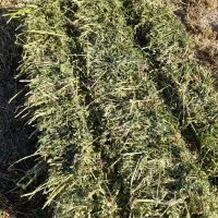 یونجه خشک بسته بندی|حیوانات مزرعه|بیله سوار, |دیوار