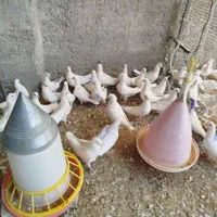 کبوتر گوشتی سفید|پرنده|اصفهان, ارغوانیه|دیوار