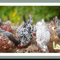 مرغ و خروس گلین
