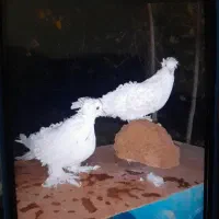 فری جکسون|پرنده|بجنورد, |دیوار