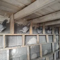 کبوتر پلاکی