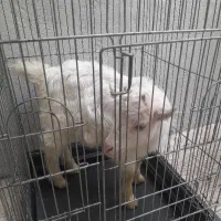 یه بزغاله ۲ماه سالم