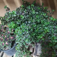 گل زیبا|گل و گیاه طبیعی|شاهرود, |دیوار