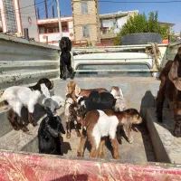 بزغاله های کوچک|حیوانات مزرعه|کوهدشت, |دیوار