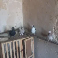 دورگ|پرنده|مسجد سلیمان, |دیوار