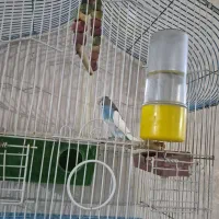 مرغ عشق