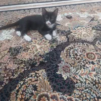 واگذاری رایگان گربه|گربه|نظرآباد, نظرآباد|دیوار