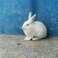 خرگوش لوپی