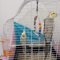 عروس هلندی دستی