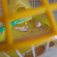 فنچ