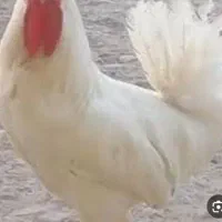 خروس سفید