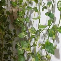 تعدادی گل طبیعی بفرش میرسدمناسب روزمادر وروز زن|گل و گیاه طبیعی|کرج, حصارک بالا|دیوار