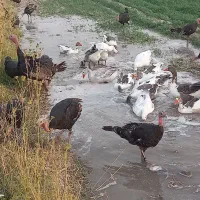 فروش بوقلمون
