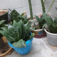 گل های شمعدانی و سانسوریا پایه کوتاه