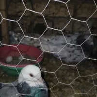 کبوتر پرشی|پرنده|اصفهان, ملک‌شهر|دیوار