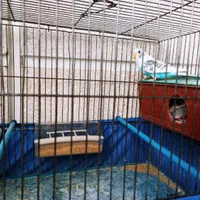 مرغ عشق جفت مولد