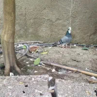 فروش کبوتر شازده و خالپیس|پرنده|بابل, |دیوار