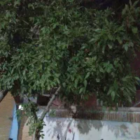 خرید چوب وبریدن درختان