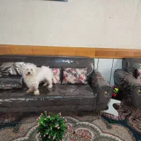سگ  پاکوتاه