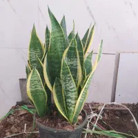 گل و گیاه سانسوریا ابلق|گل و گیاه طبیعی|اهواز, سیصد دستگاه|دیوار