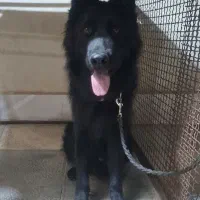 ژرمن بلک|سگ|ری, علایین|دیوار