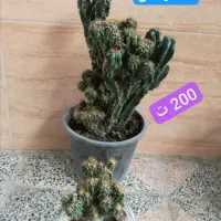 گل های آپارتمانی|گل و گیاه طبیعی|قدس, شهرقدس|دیوار