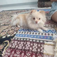 سگ پامر|سگ|محمدشهر, ولدآباد|دیوار