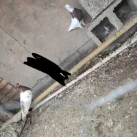 کبوتر رنگی|پرنده|شوشتر, |دیوار