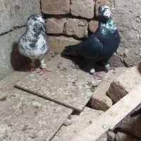 یک جفت،کفترنرفروشی