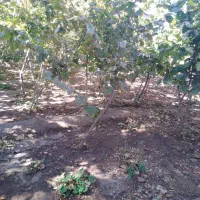 باغچه چهاردیواری وشنوه بخش کهک برجاده ماشین رو|فروش زمین و ملک کلنگی|قم, شاه سید علی|دیوار