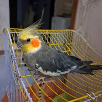 عروس هلندی نر|پرنده|هشتگرد, فاز ۷ مهستان|دیوار