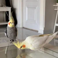 ۴ عدد عروس هلندی
