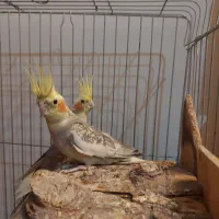 یک جفت عروس هلندی جوان و مولد